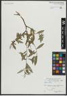 Foto von Salix alba L.